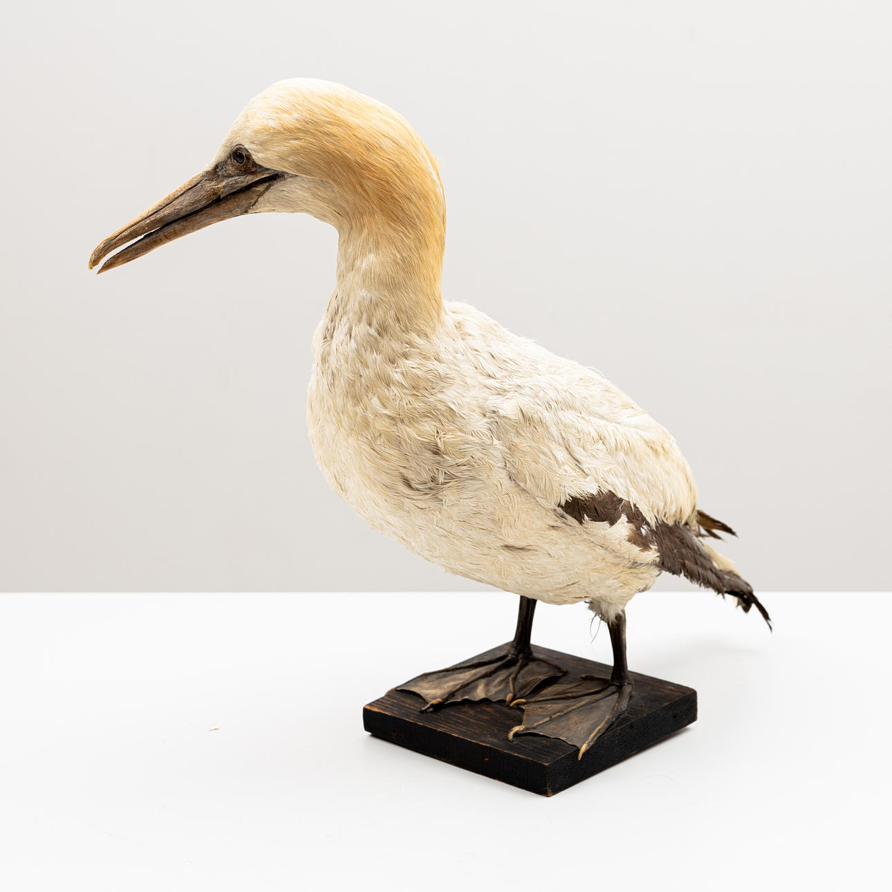 TAXIDERMI, Havsål (Gannet).
