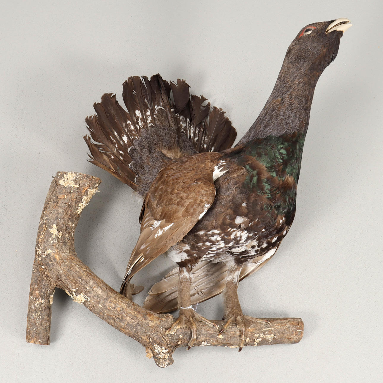 POLLA TARTA rellena.