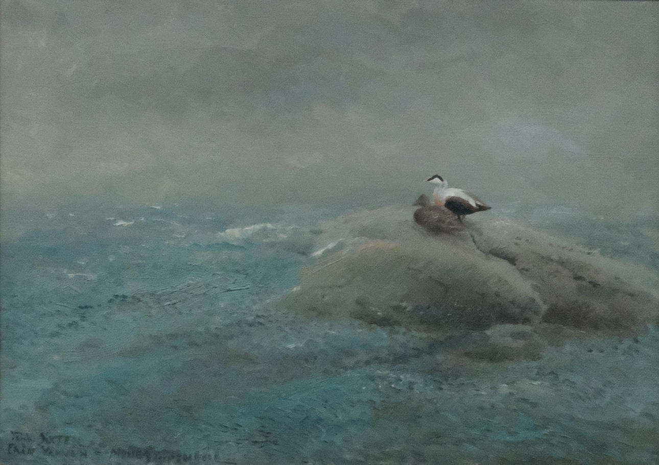 MOSSE STOOPENDAAL. DUCK PAIR ON CLIFF.