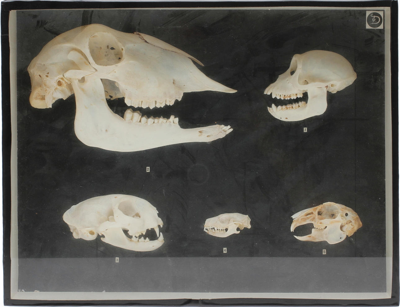 TITTSKÅP, djurkranium, 1900-tal.