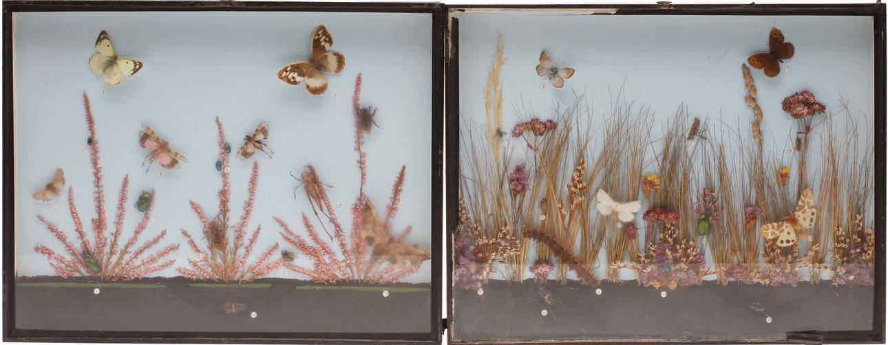 TITTSKÅP, 2 st, Fjärillar mm.