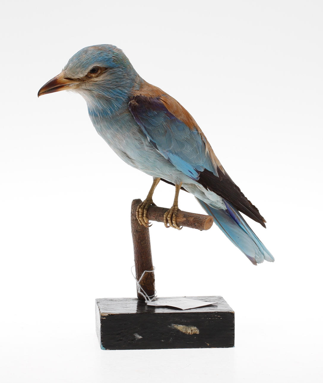 BLÅKRÅKA, uppstoppad, 1900-tal.