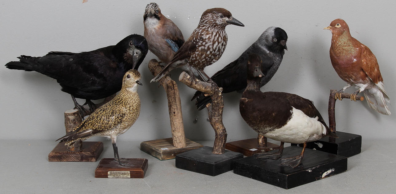 UPPSTOPPADE FÅGLAR, 7 st, 1900-tal.