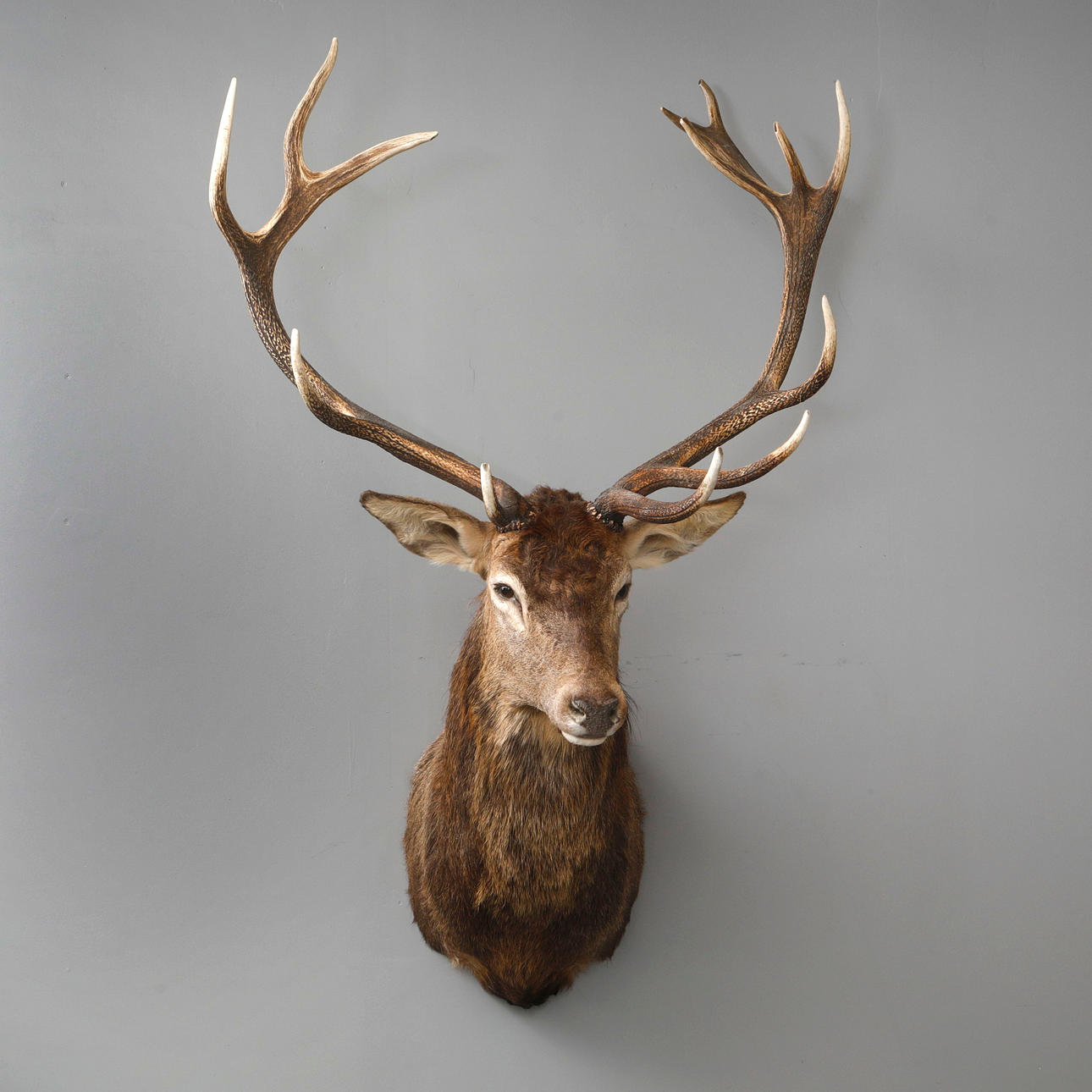 JAKTTROFÉ, kronhjort, 13 taggar.