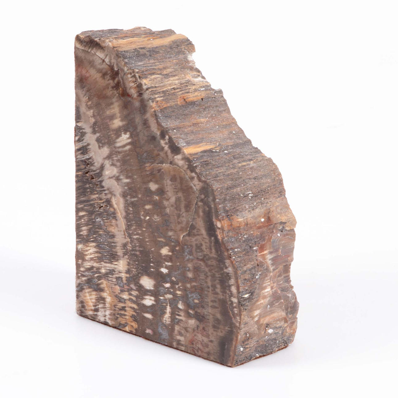 FOSSIILINEN PUU, Arizona.