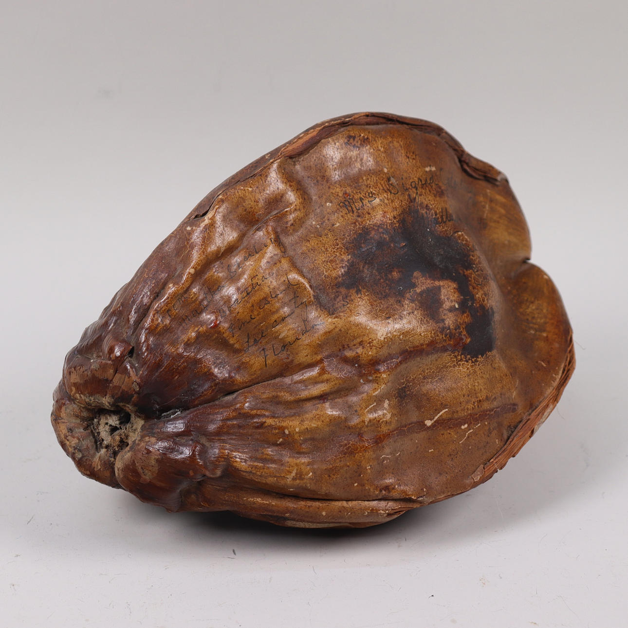 NÖT, typ av kokosnöt, 1900-talets början.