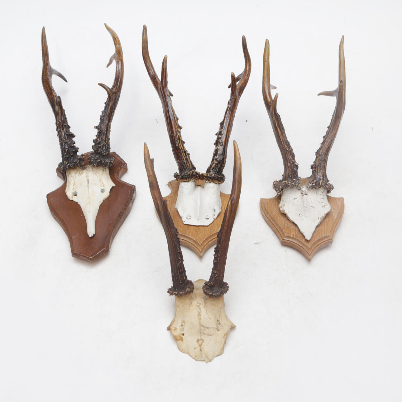 JAGTTROFÆER, 4 STYKKER, HJORTE.