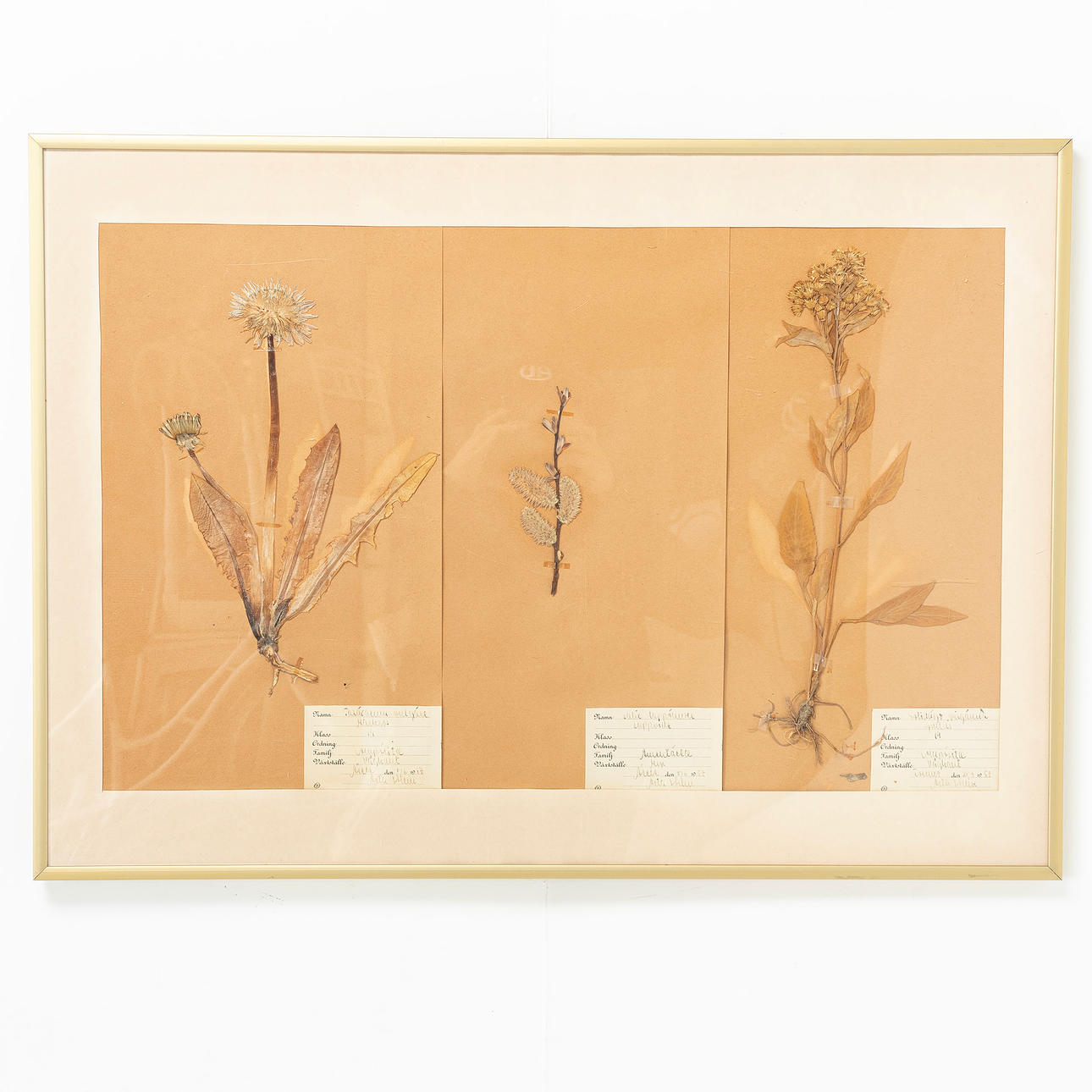 HERBARIUM, kehystetty, 3 kpl.