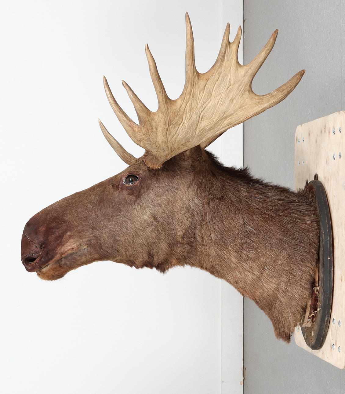 A 15th-century moose head hunting trophy.