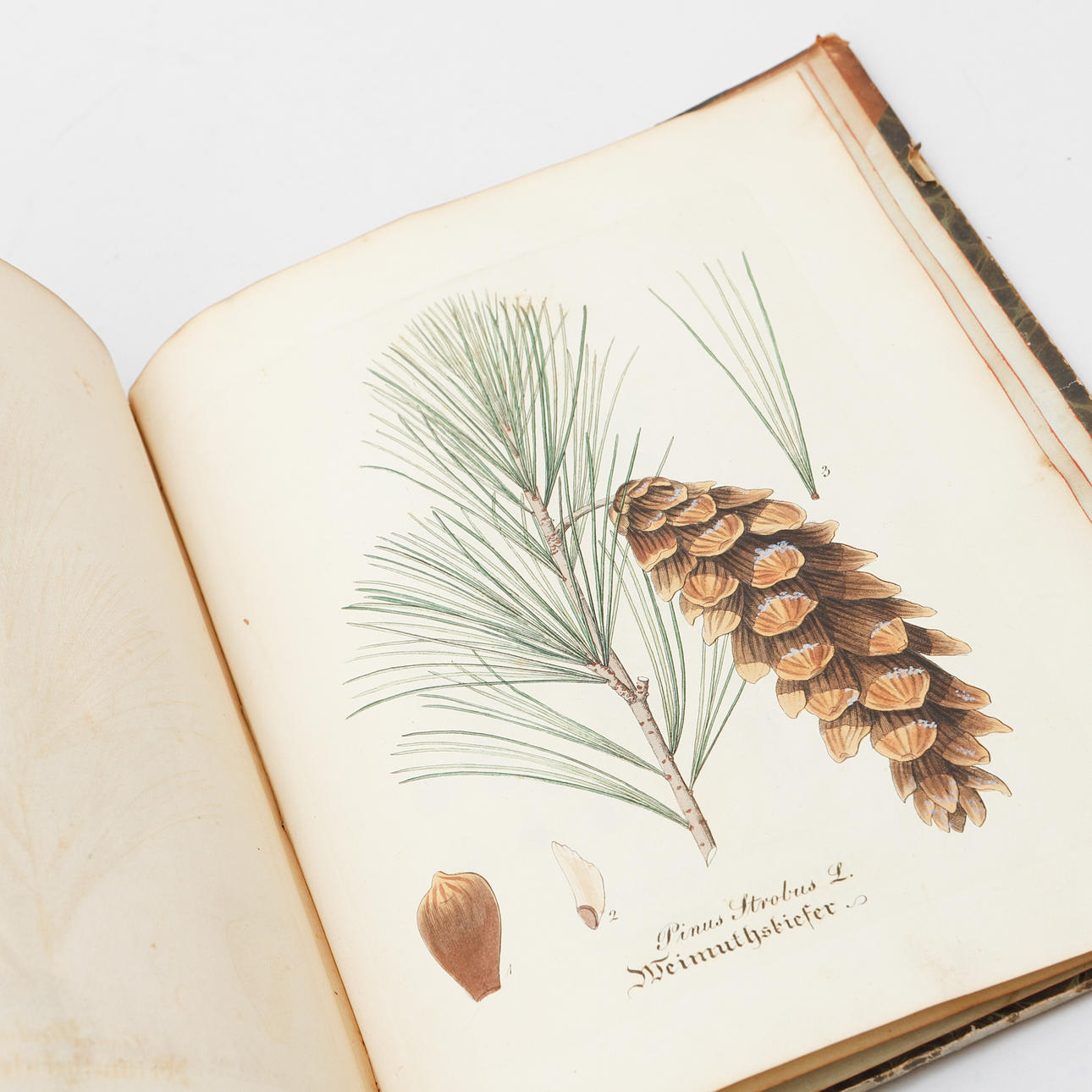 DAVID DIETRICH, „Forst Flora“, 2 bind, 19. årh.