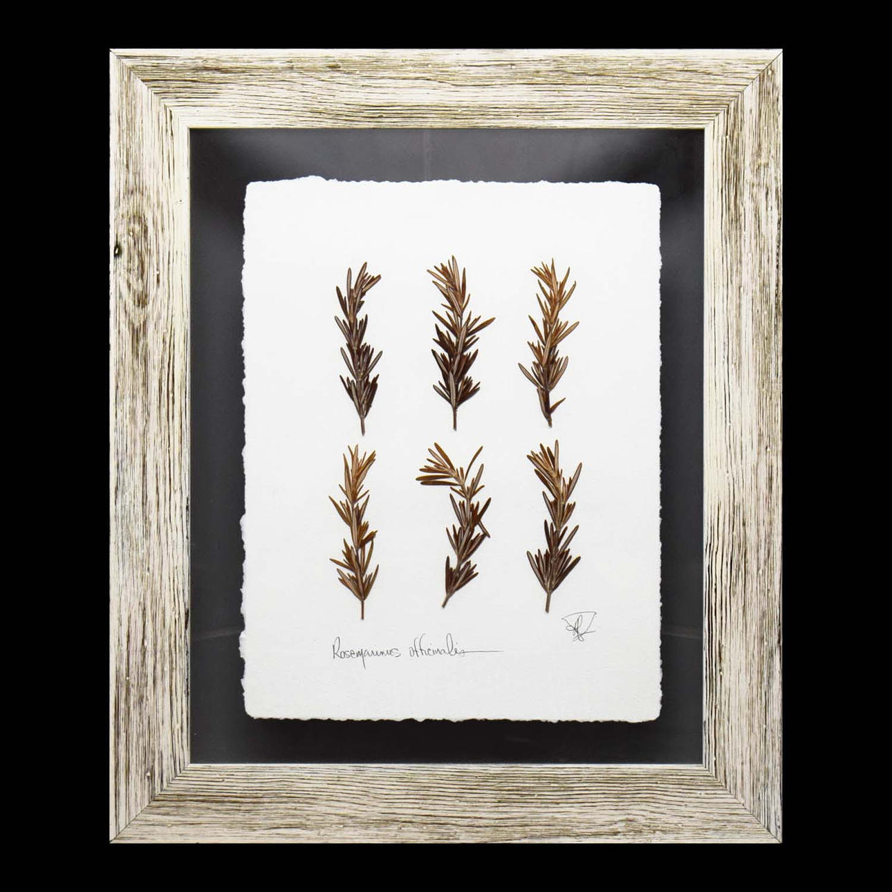 UN HERBARIO CON MARCO DE ROMERO.