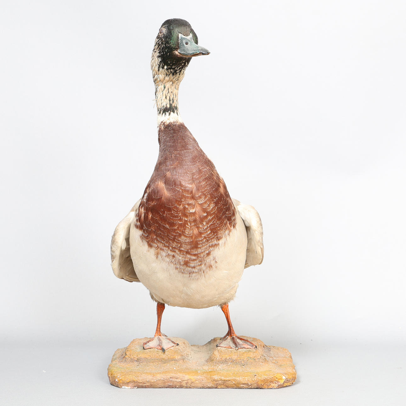 TAKSIDERMIA-SINISORSA.