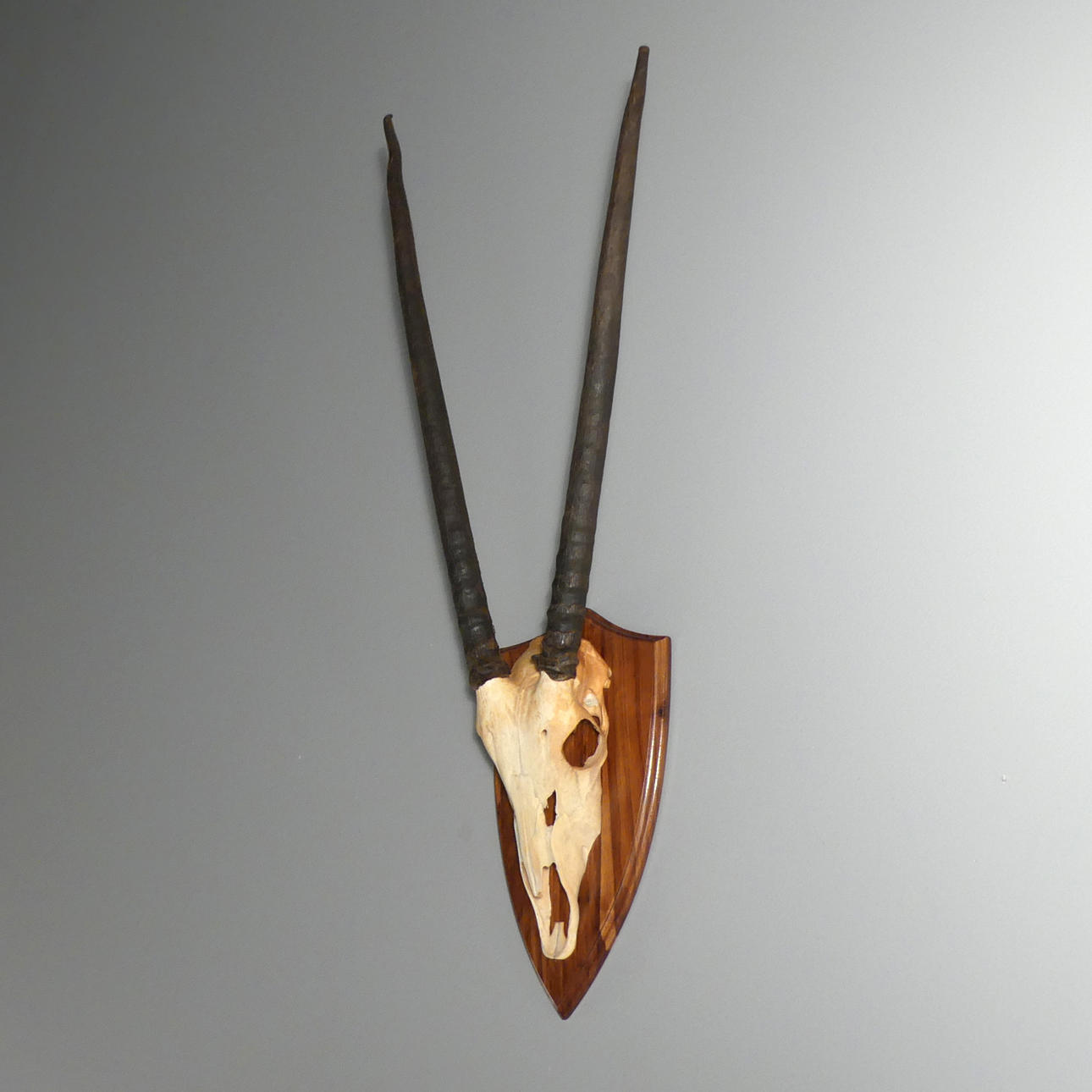 HUNTING TROPHY, gemsbock Oryx antelope.