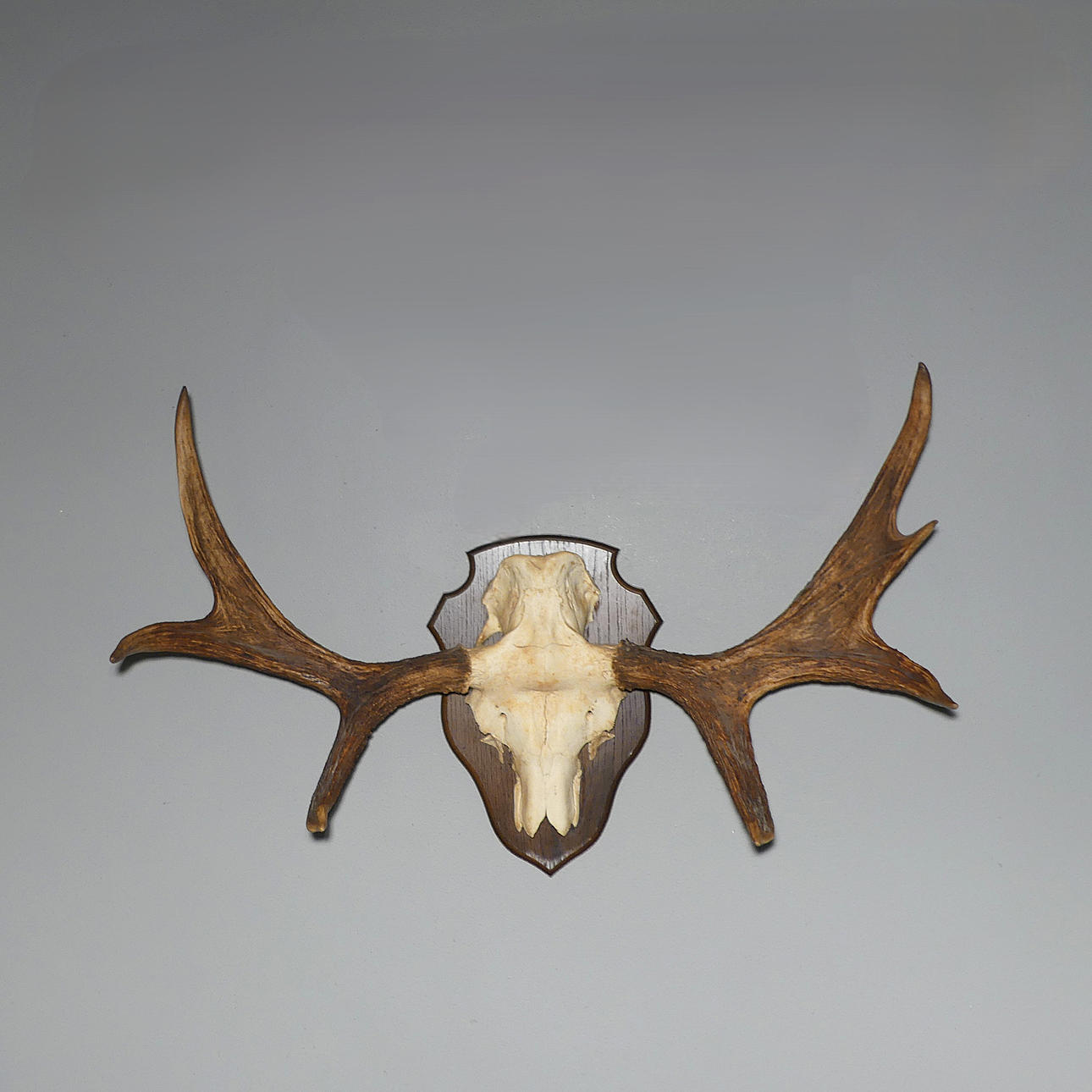 JAGDTROPHÄE, Elchhorn.