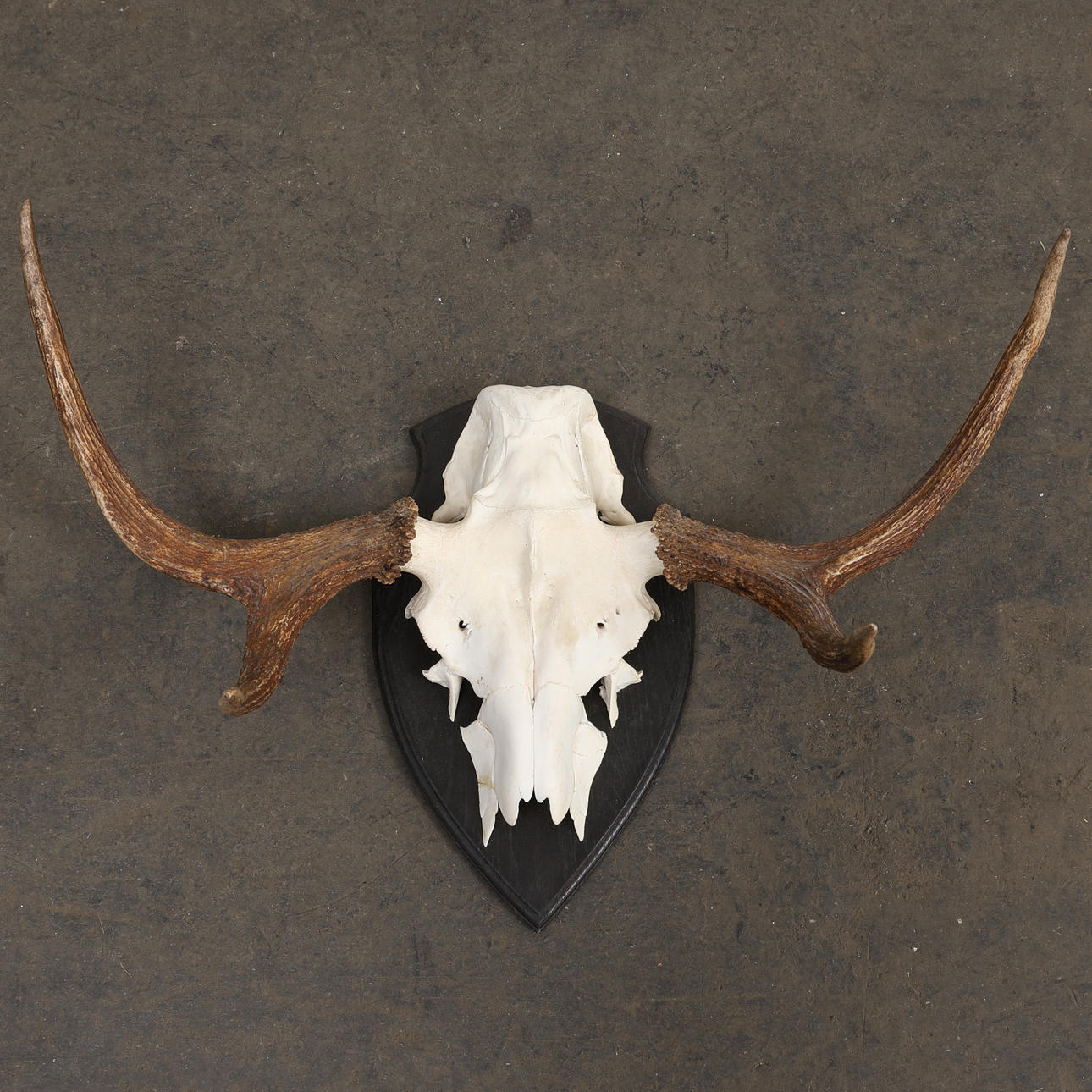 Jagdtrophäe, Elchhörner, 1970er.