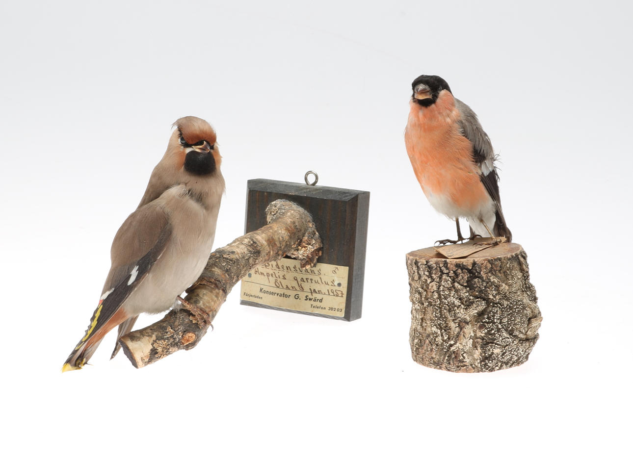 UPPSTOPPADE FÅGLAR, 2 st.