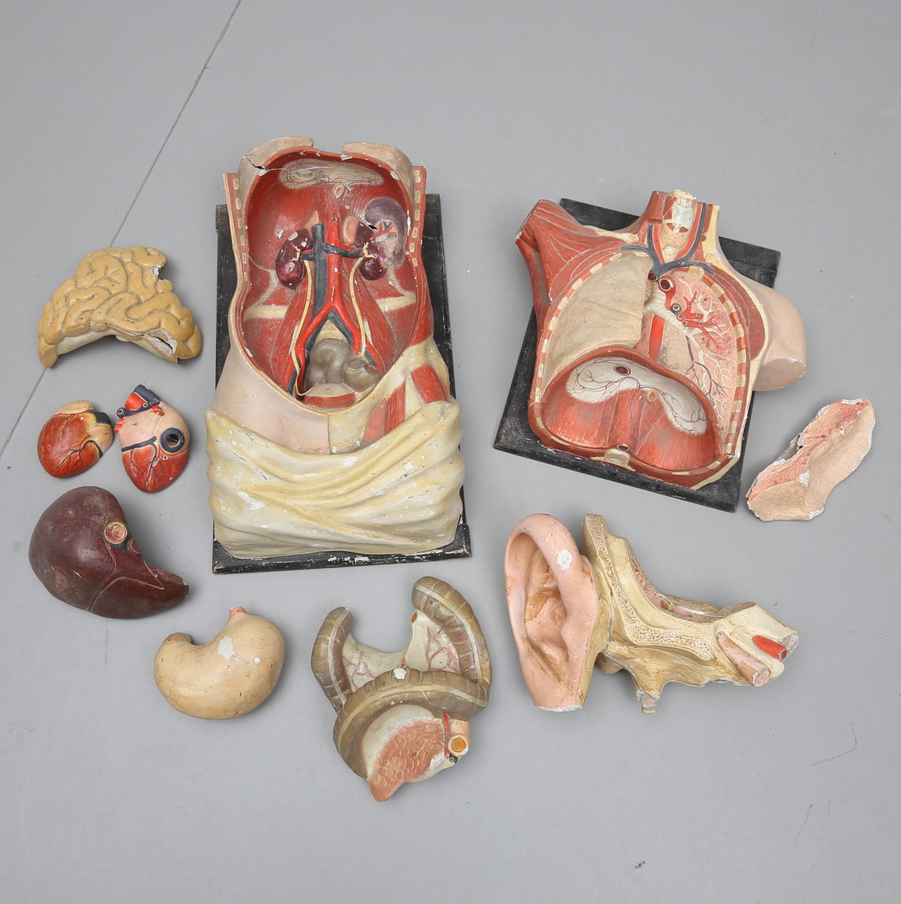 ANATOMISK MODELL, 1900-tal.