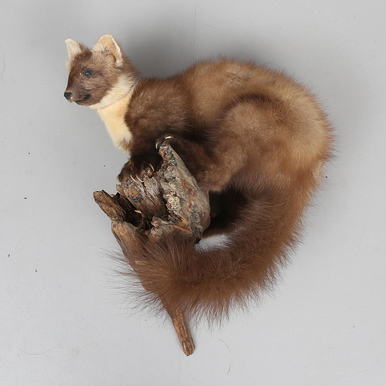 MÅRD, uppstoppad, för vägghängning.