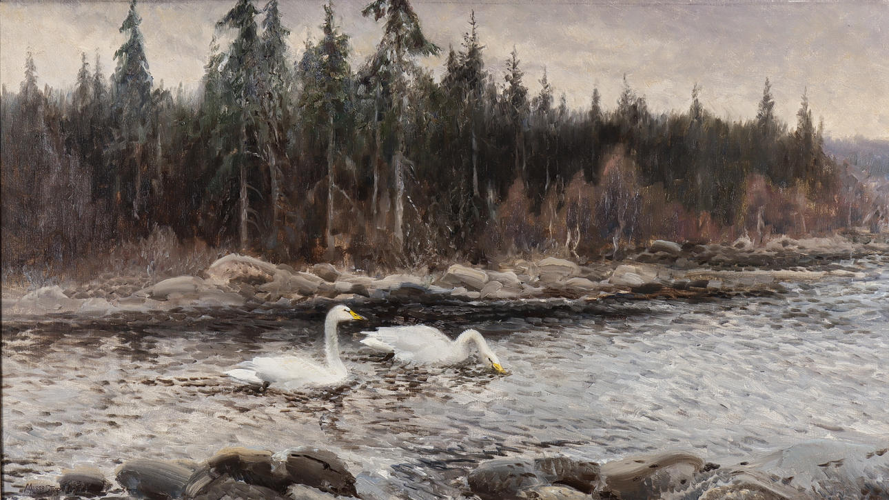 MOSSE STOOPENDAAL. Cisnes.