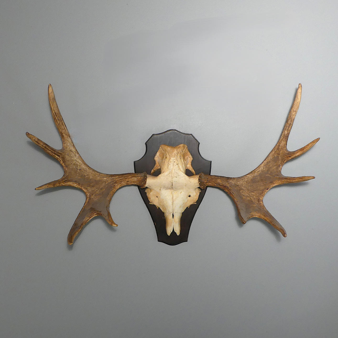 HUNTING TROPHY, moose horn.
