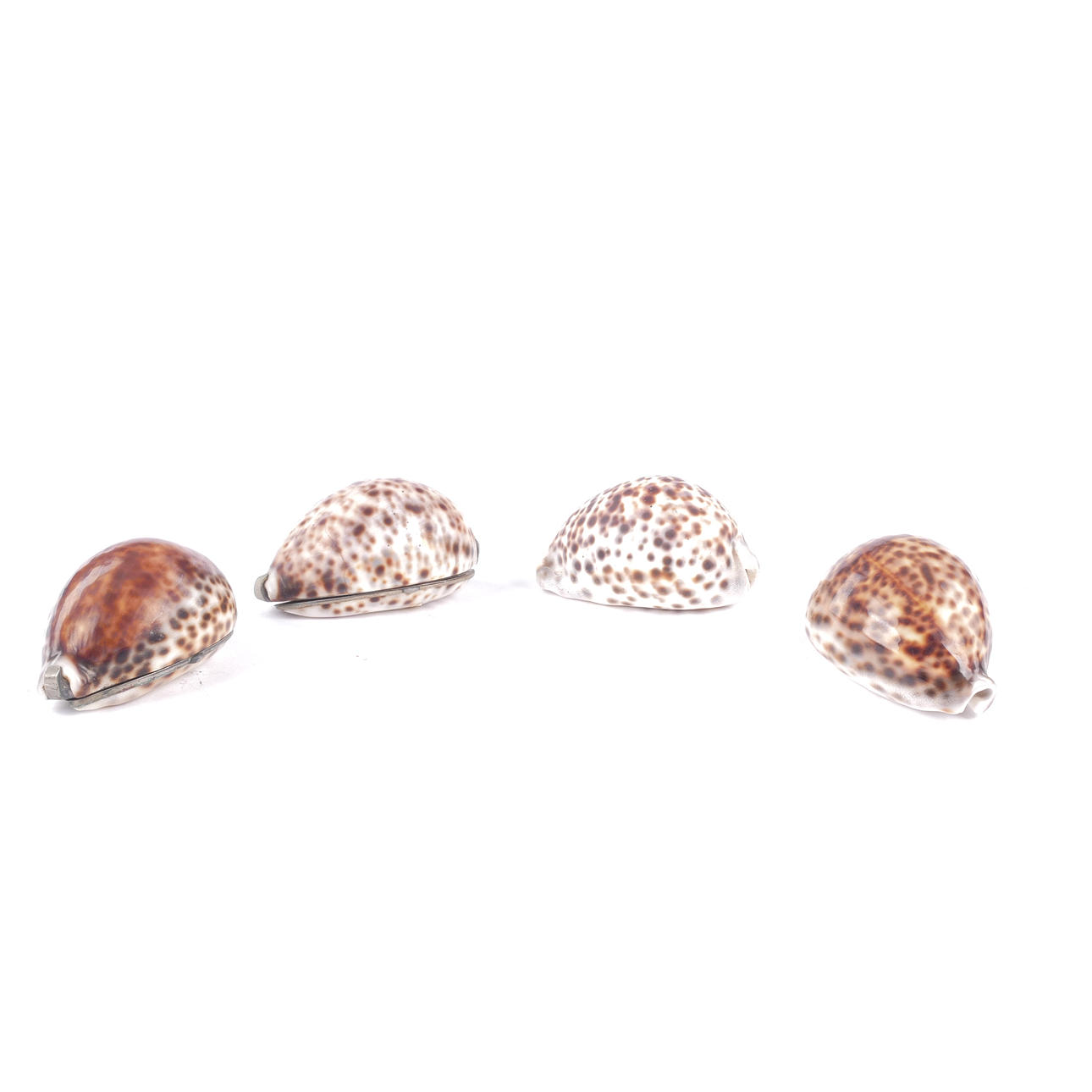 4 SEASHES/BOXES, circa 1900.