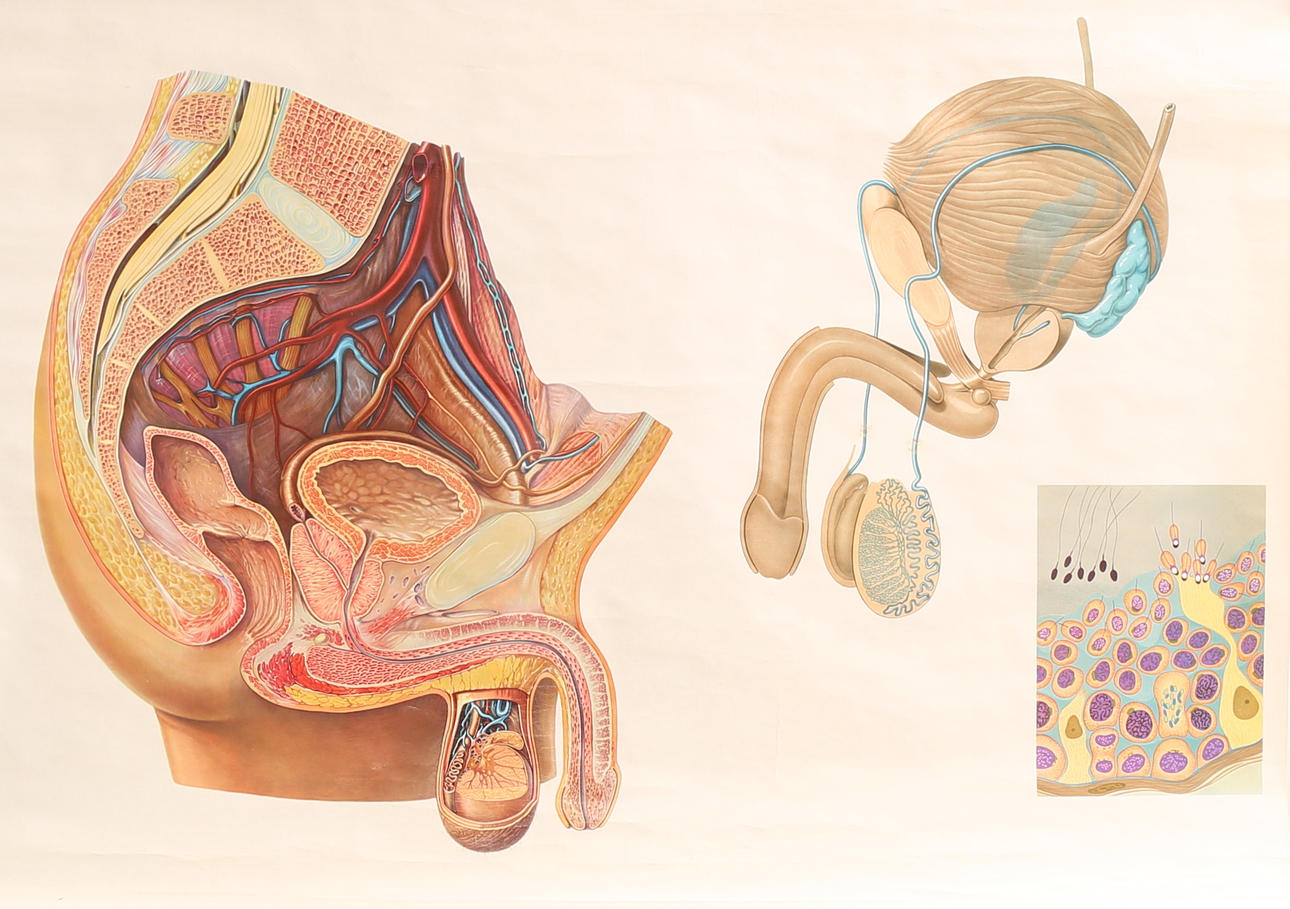 PLAN ESCOLAR, Órganos pélvicos masculinos.