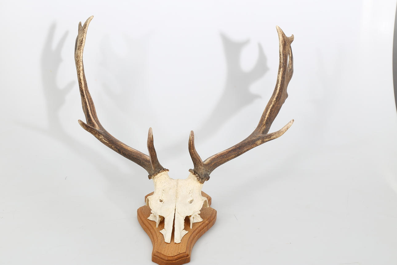 JAKTTROFÈ, horn, möjligen kronhjort, 1900-talets mitt.