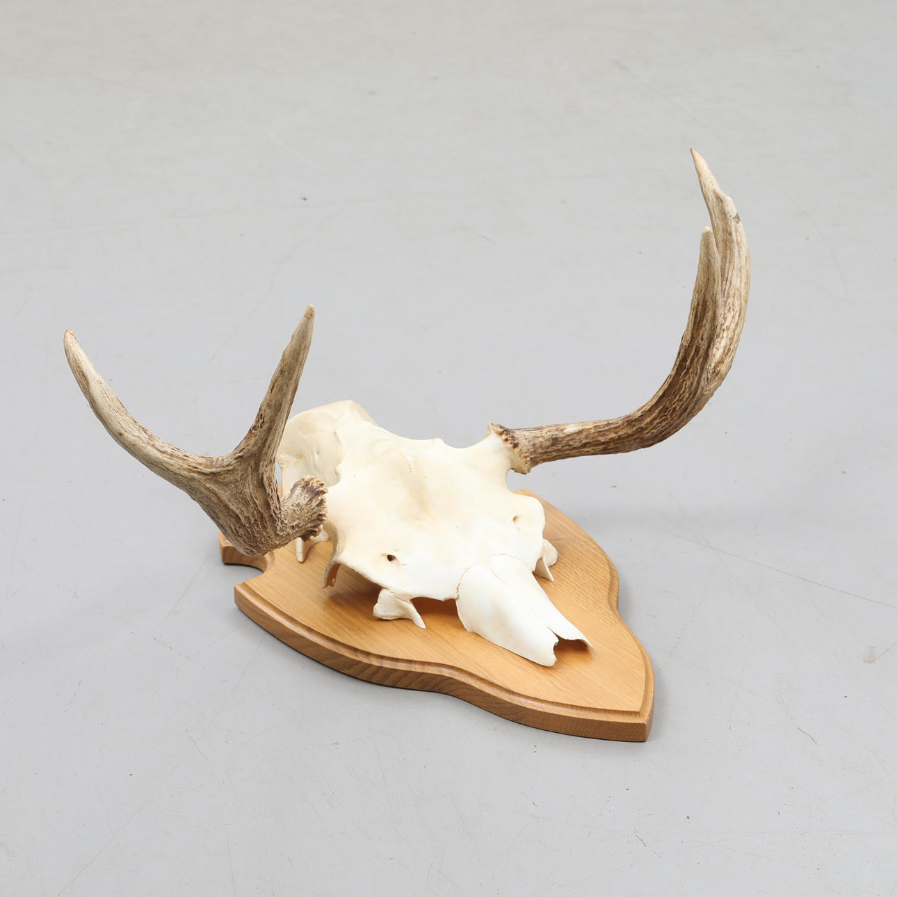 HUNTING TROPHY, moose horn, mounted.