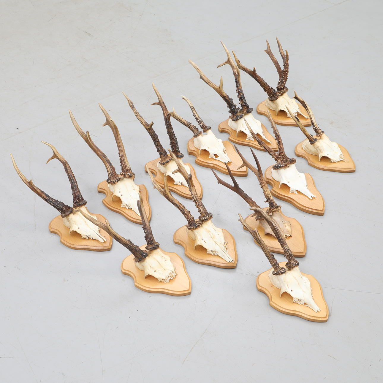 TROFEOS DE CAZA, 12 piezas, ciervo.