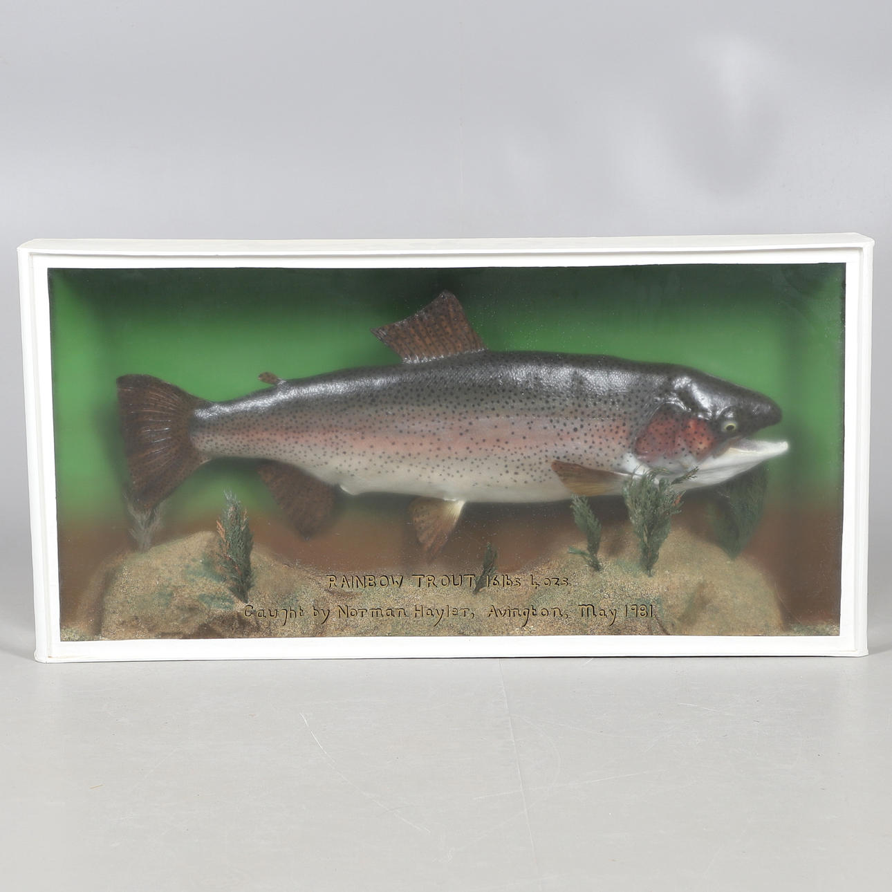 HÖLJEFISK - REGNBÅGSÖRING, 1981.