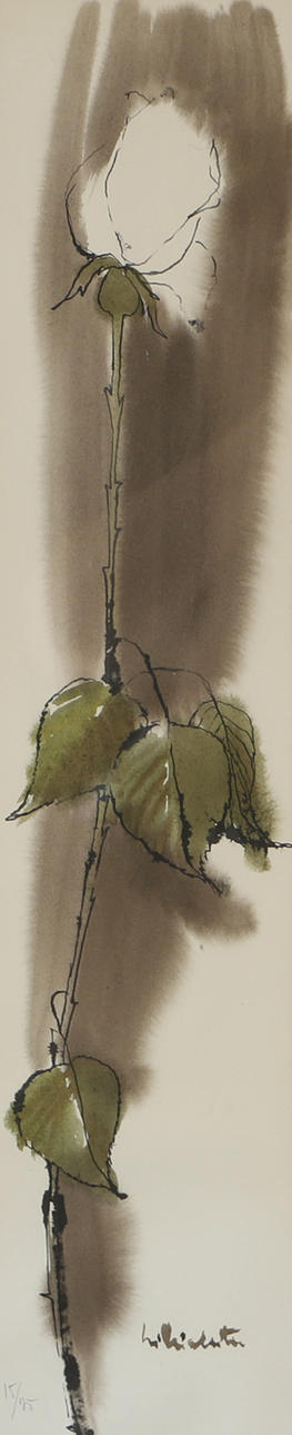 SILVIA LEITU. White rose, lithograph in colours, signed.