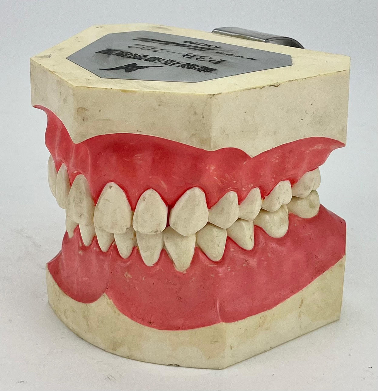 MODELO ANATÓMICO, plástico, mandíbula con dientes, Kyoto.