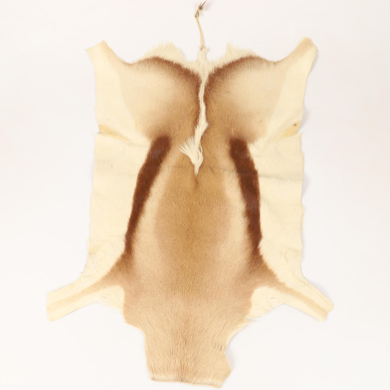 SKINN, Springbock (antidorcas marsupialis), Südafrika, 2000.