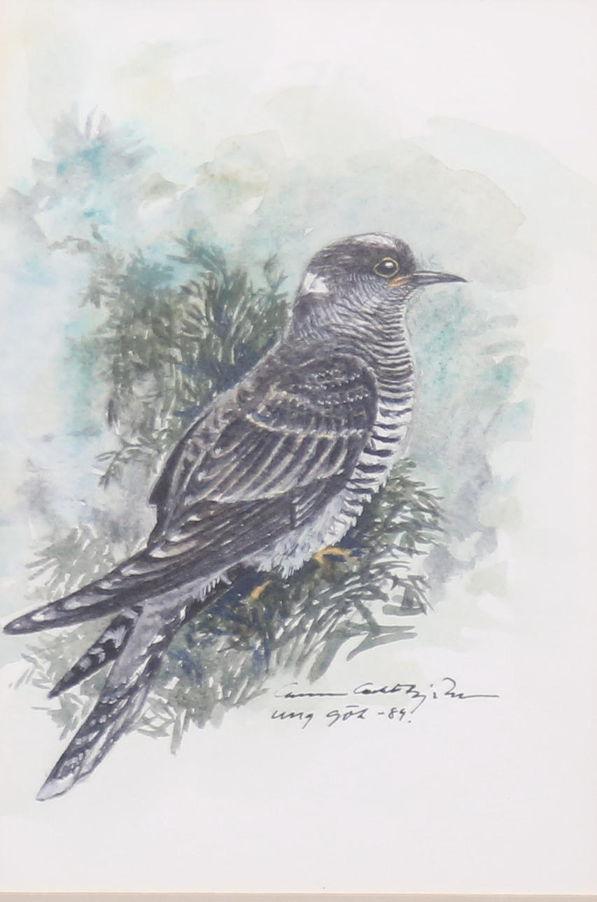 GUNNAR "GEBBE" BJÖRKMAN. “Young cuckoo”, Watercolour, signed and dated 84.