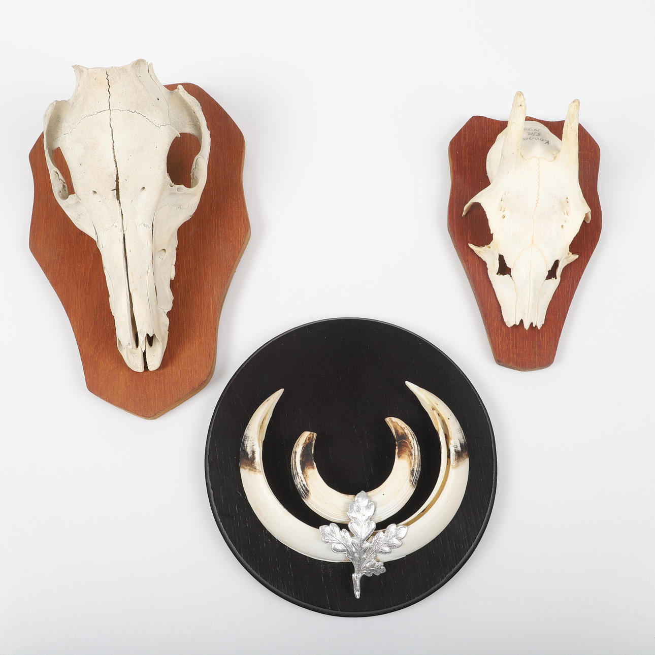 SKULLS AND HORNS, 3 pieces.