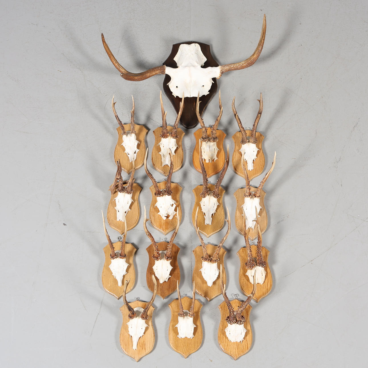 JAGTTROFÆER, 16 stk, på træfod.