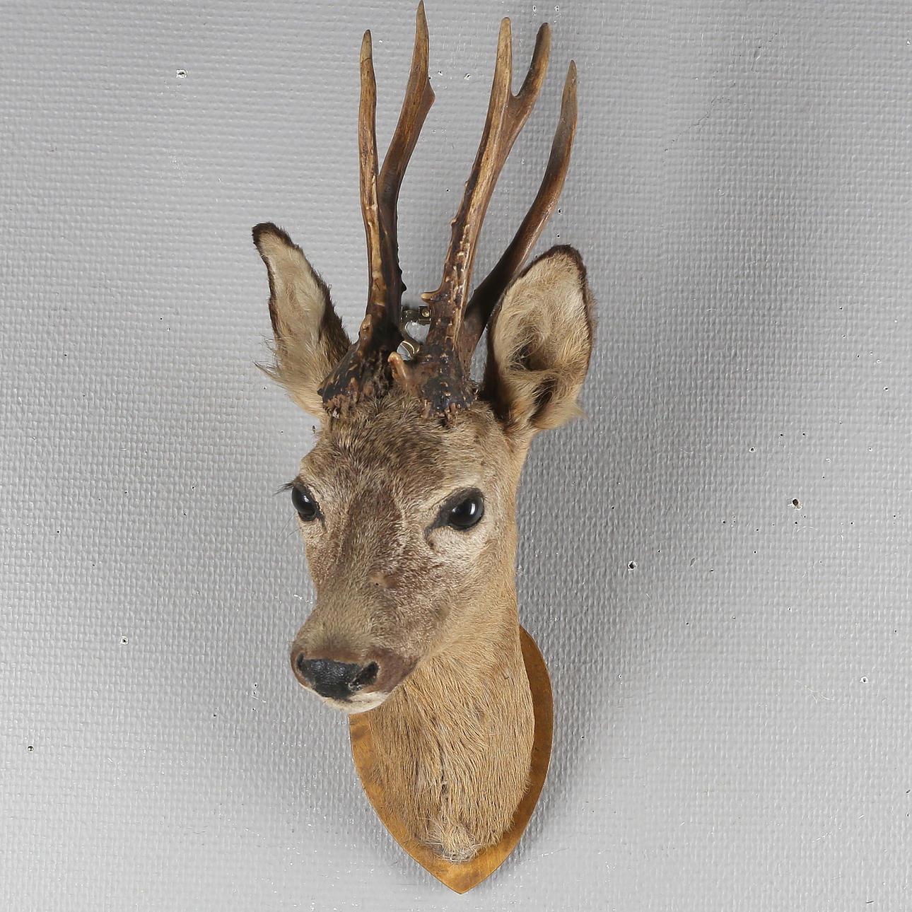 BOCKHORN samt RÅDJURSHUVUD, uppstoppat, 1900-talets andra hälft.