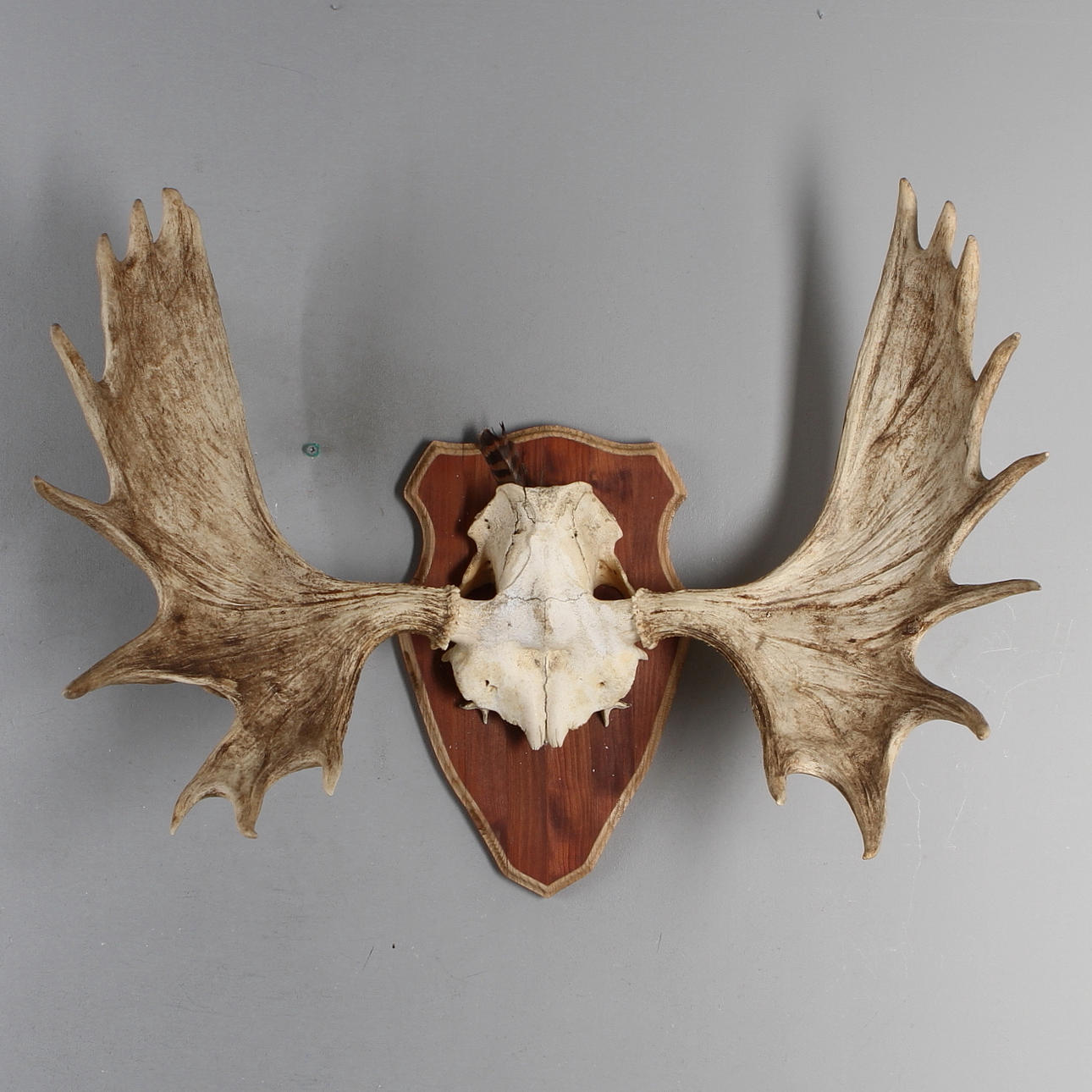 JAKTTROFÉ, älghorn, 18-taggare.