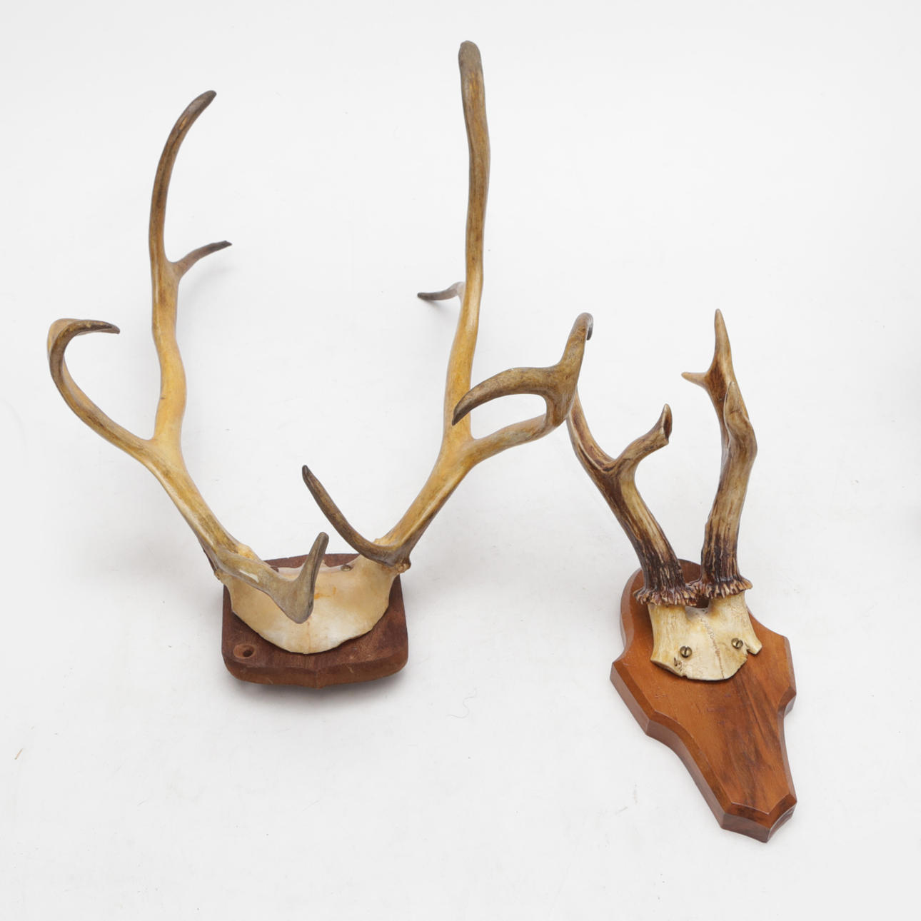 JAGTTROFÆER, 2 stk, rensdyr og hjorte.