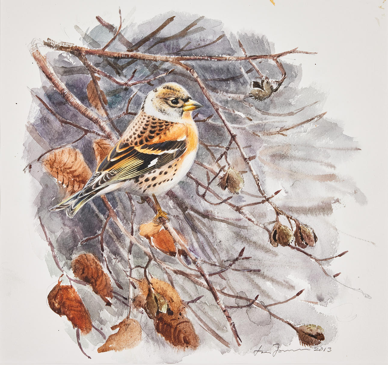 LARS JONSSON. „Bergfink im Buch“.