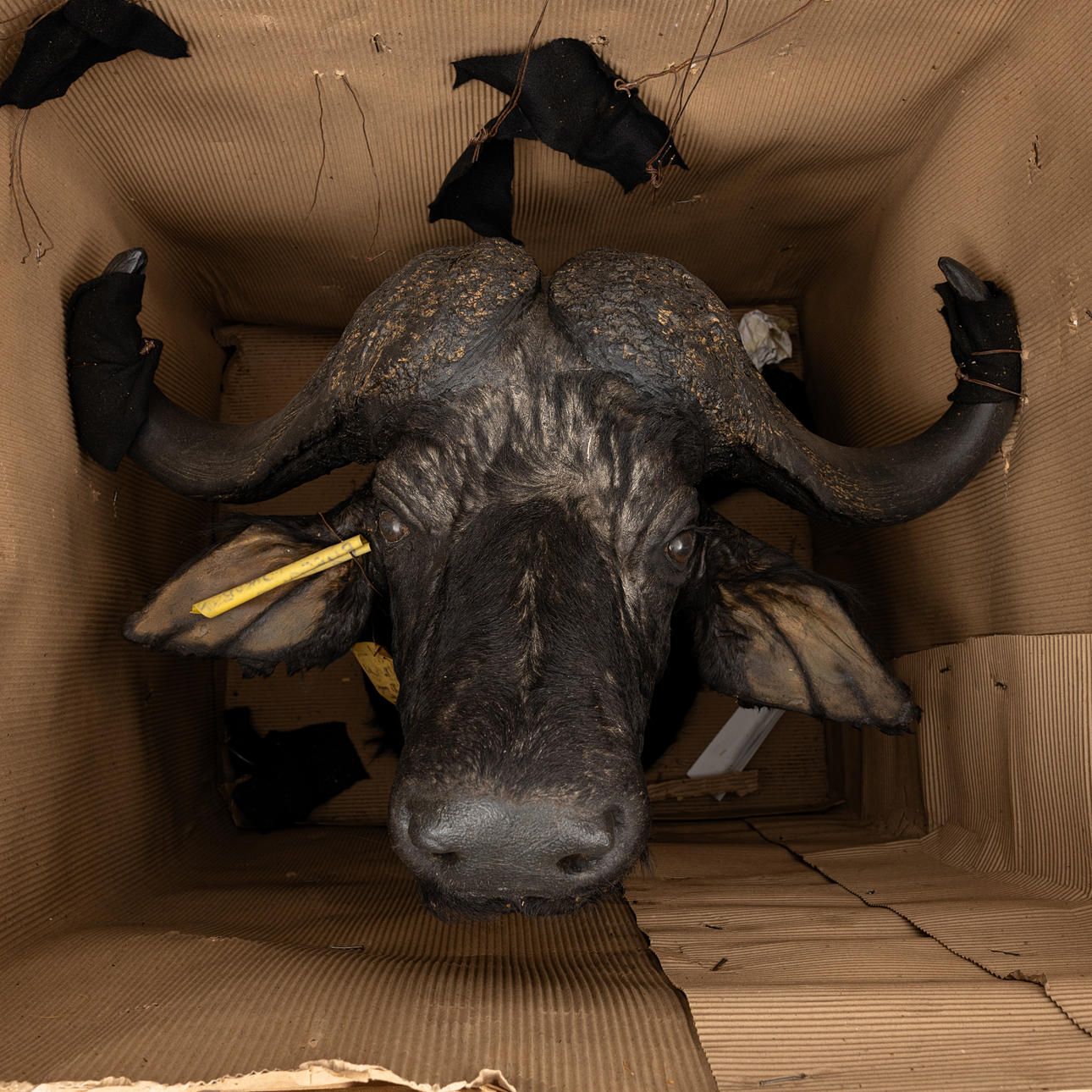 HUNTING TROPHY, Water buffalo (Bubalus arnee), supplied skins.
