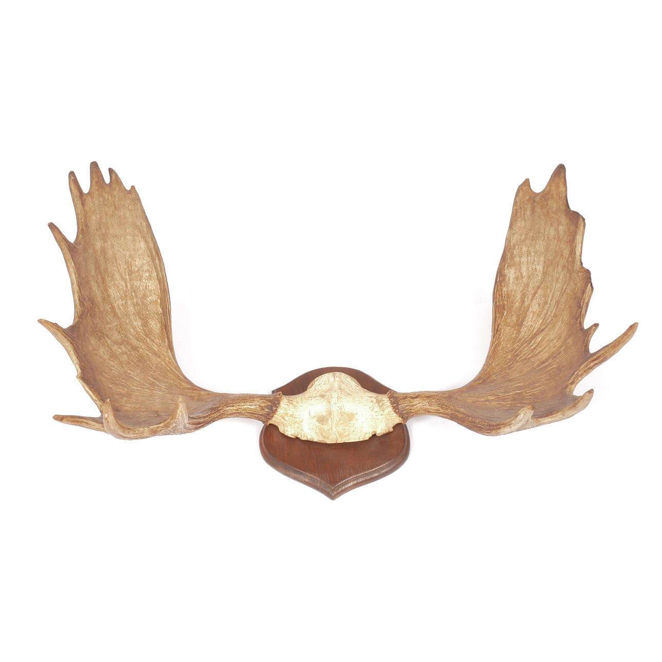 JAKTTROFÉ, älghorn, Norrland.