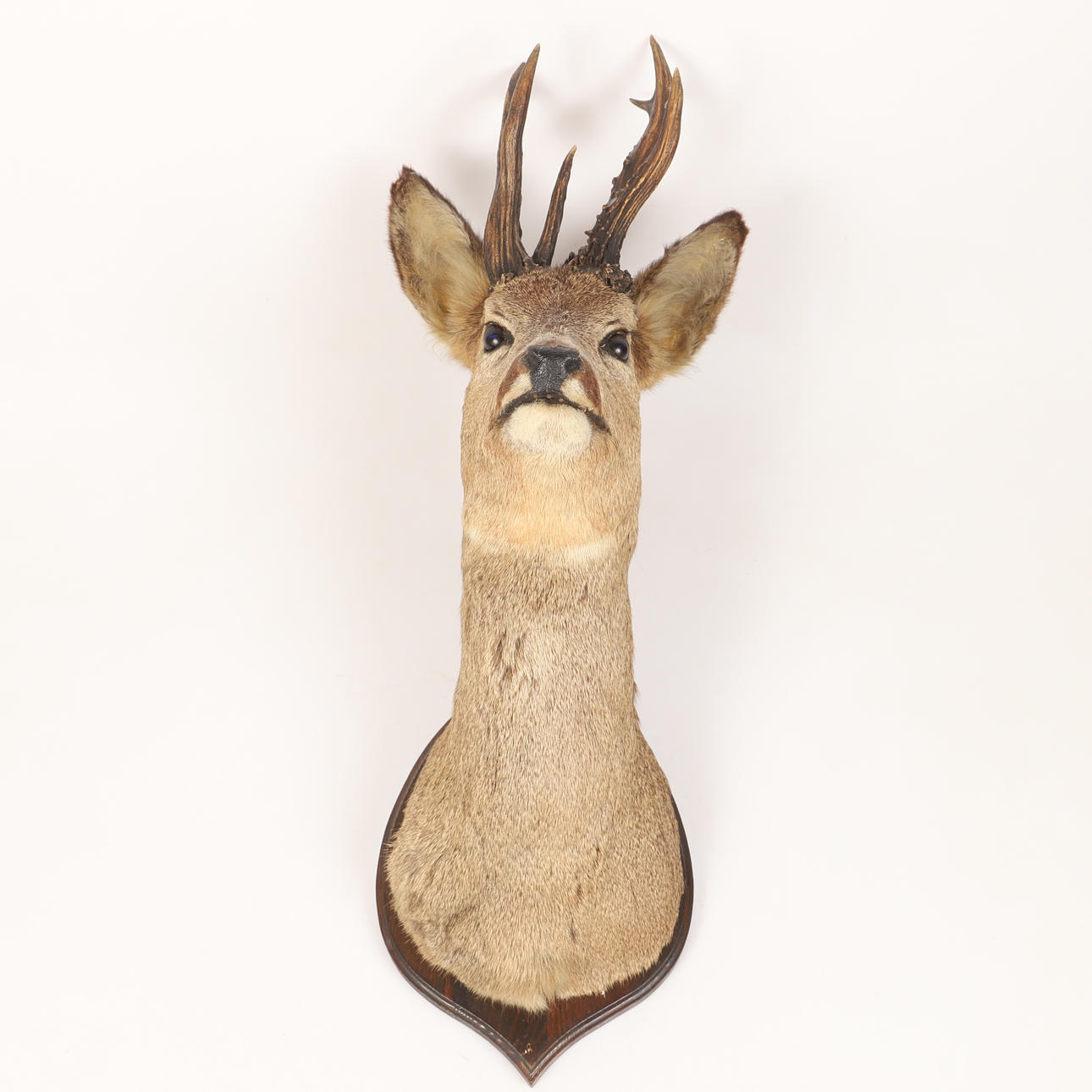 JAGDTROPHÄE, Hirsch, Buchmontage.