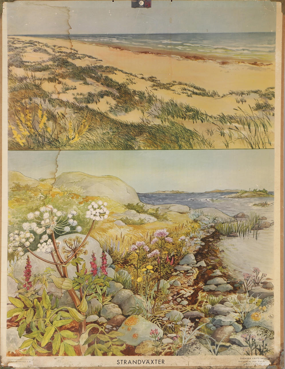 SKOLPLANSCHER, 5 stycken, 1900-tal.