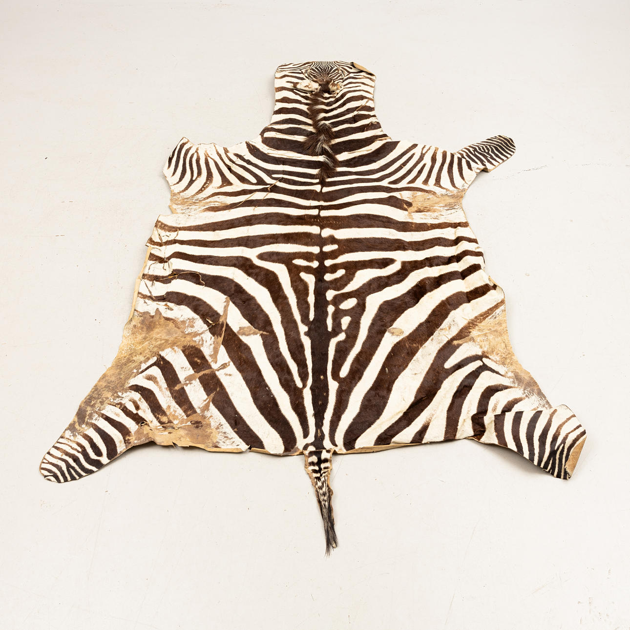 ZEBRAHIND, 1900-tal, ca 240 x 165 cm.
