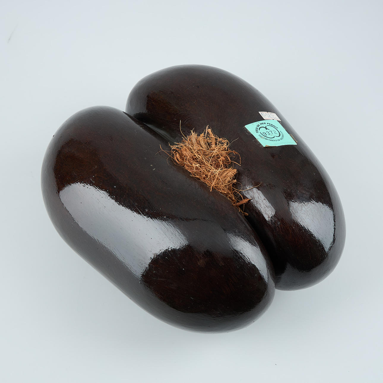 COCO DE MER, coco doble.