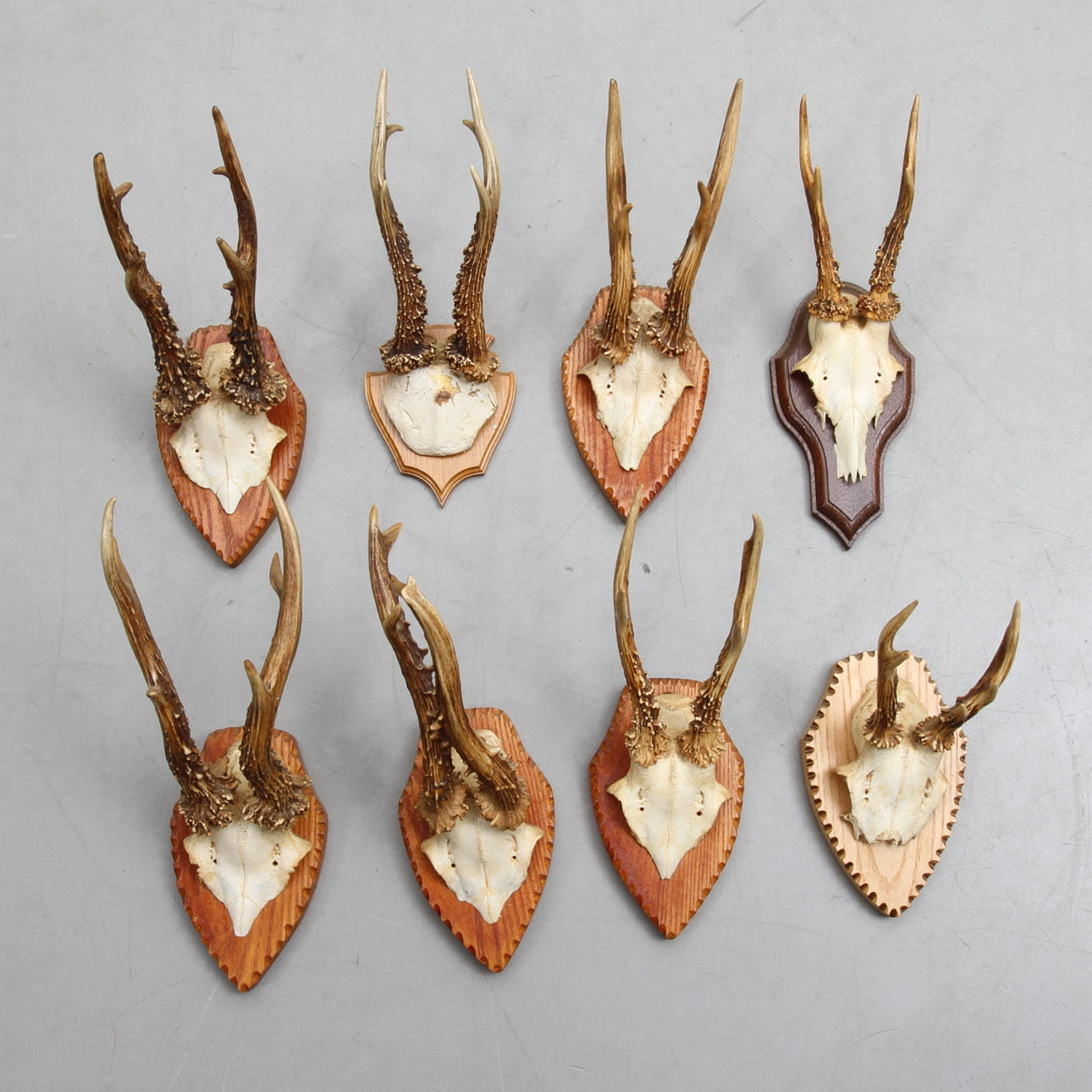 JAKTTROFEÉR, 8 st, rådjurshorn.