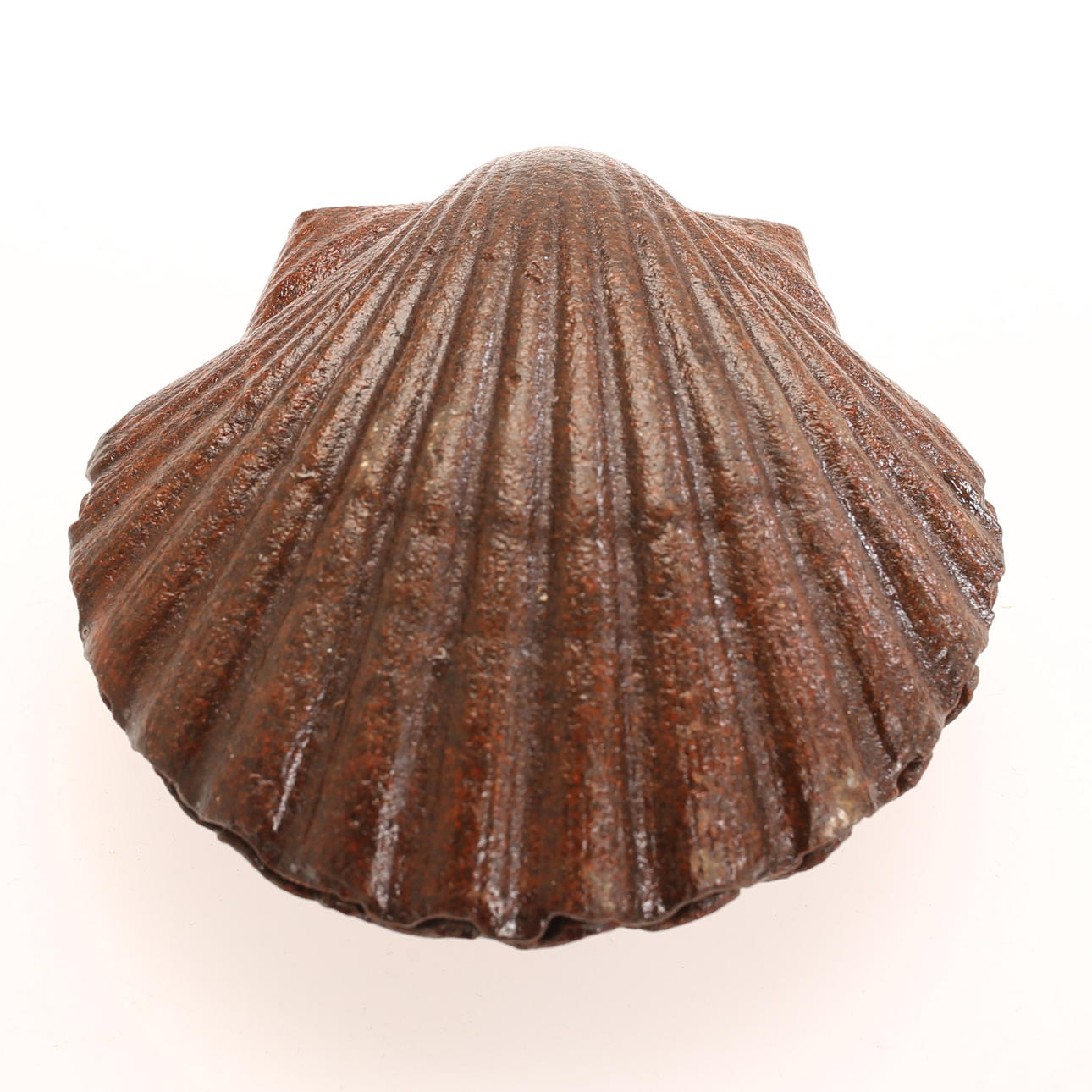 ASK/MUSSLA, gjutjärn, samtida.