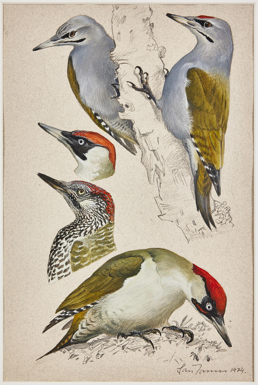 LARS JONSSON. “Grey Skewer and Green Gull”.