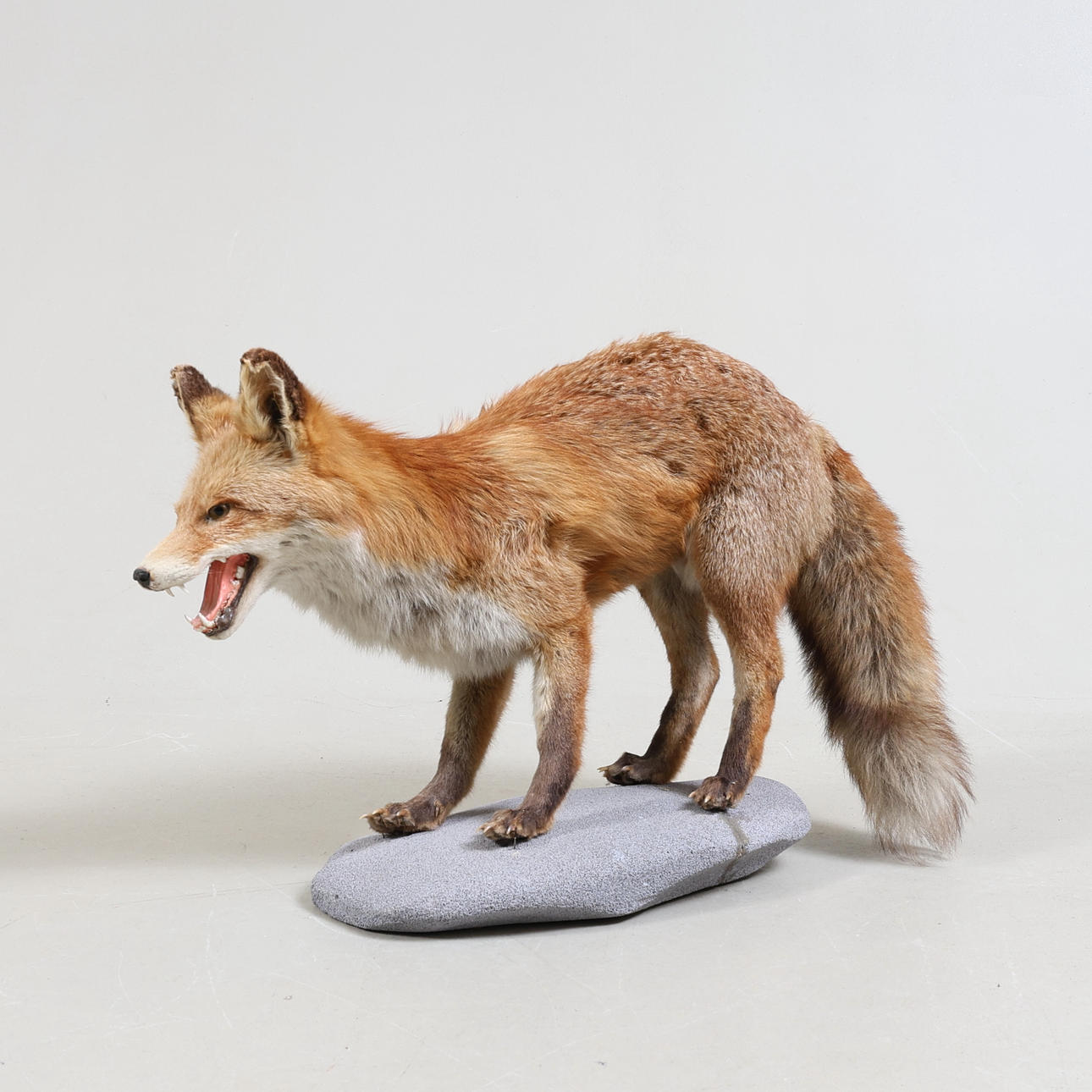 TAXIDERMY, fox.